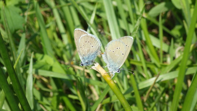 Maculinea nausithous_Griesheimer Bruch_01